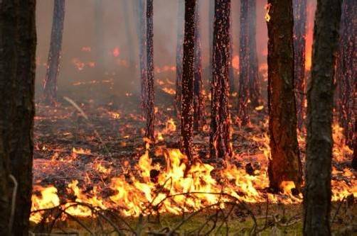 Waldbrand im niederösterreichischen Bezirk Neunkirchen: Achtlosigkeit ist oft die Ursache. Foto: EINSATZDOKU.AT/PATRIK LECHNER