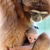 Gibbon-Nachwuchs im Ulmer Tiergarten