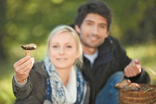 3000 Pilzarten gibt es im Land, der Laie kennt nur wenige davon.