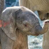 Namenssuche für Elefantenbaby