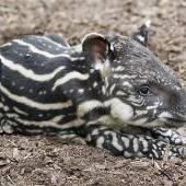 Tapir-Baby Gideon