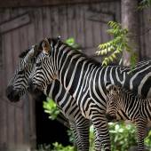 Zebra-Familie