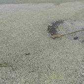 30 Tonnen tote Fische