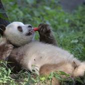 Panda-Pause