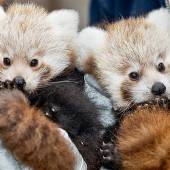 Nachwuchs bei den Roten Pandas