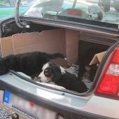 Illegaler Hundeimport: Welpen in Quarantäne
