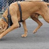 Tolle Bilanz der Polizeihunde