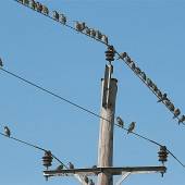 Zugvögel zeigen überall im Land den Herbst an