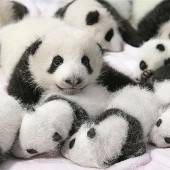 14 Panda-Babys im chinesischen Chengdu