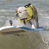 Hunde, die auf Brettern surfen