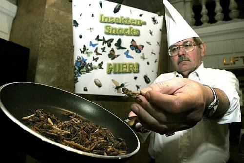 Bis gebratene Insekten einmal wie Sushi Kultstatus in Europa erreichen werden, ist noch ein weiter Weg. Foto: Apa