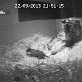 Sensation in Londoner Zoo