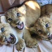 Drei kleine Löwenbabys in Magdeburg