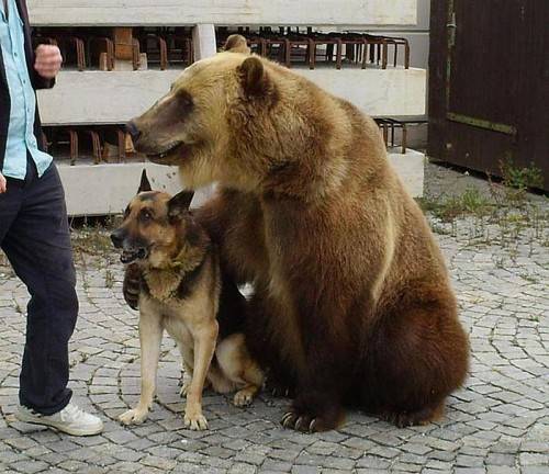 Grizzlybär „Tima“ und ein Schäferhund befanden sich im Frachtraum. Die Tiere seien in guter Verfassung. Foto: APA