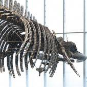 Morbides, Urprüngliches, Göttliches