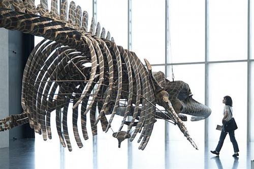 Noch bis Sonntag ist das etwa 15 Meter lange Skelett eines Wals des Künstlers Gabriel Orozco im Kunsthaus Bregenz zu sehen. foto: kub