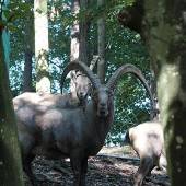 Feldkirch: Im Wildpark gab’s Grund zum Feiern