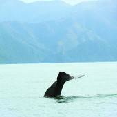 Wale sichten in Kaikoura