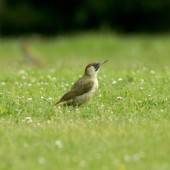 Grünspecht wird Vogel des Jahres