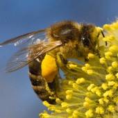Sammelaktion für heimische Bienen