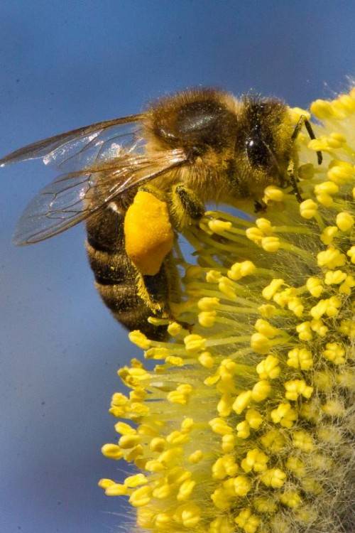 Der Erlös der Aktion kommt heimischen Bienen zugute. Foto:VN