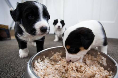Der Kauf eines Hundes sollte nie eine spontane Aktion sein. Foto: VN