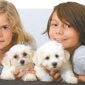 Süße Hundewelpen suchen ein neues Zuhause