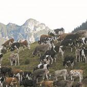 Fern jeglicher Idylle, aber dennoch schön: Reinold Amann fängt das Leben im Walgau und Walsertal ein