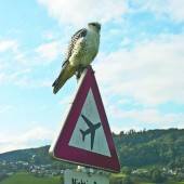 Wer ist hier der König der Lüfte?