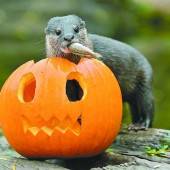 Halloween-Menü