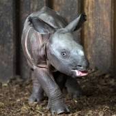 Kleines Panzernashorn