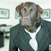 „Agenturhund“ gehört zum guten Ton