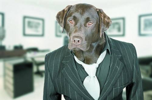 Im Büro sollte sich der Kollege Hund von seiner besten Seite zeigen. 
 Foto: Shutterstock