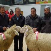 Versteigerung und Schau der Schafzüchter