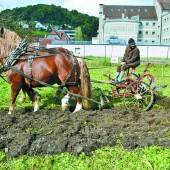 Im Reichenfeld wurde fleißig „geackert“