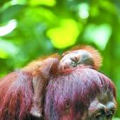Kleiner Affe ist Miris ganzer Stolz