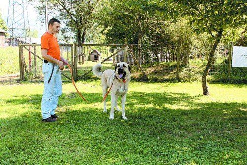 Abraham, Anubis, Ares und Deniro suchen ein Zuhause. Fotos: MK