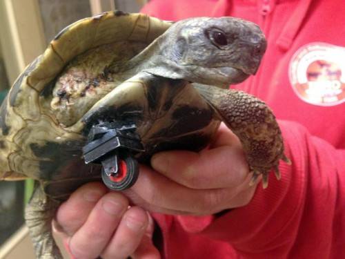 Auf den bei Schildkröten üblichen Winterschlaf muss „Schildi“ heuer verzichten. Das Tier sei zu schwach dafür. Foto: DPA