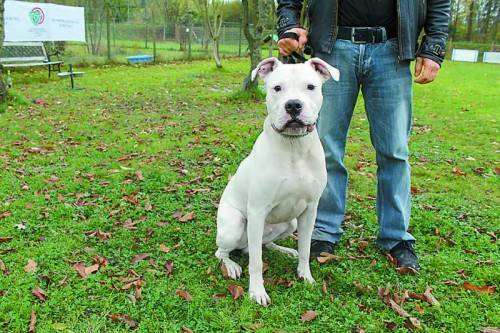Buddy muss man lieben! Foto: THD