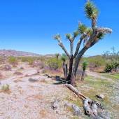 Joshua Tree Park in Arizona