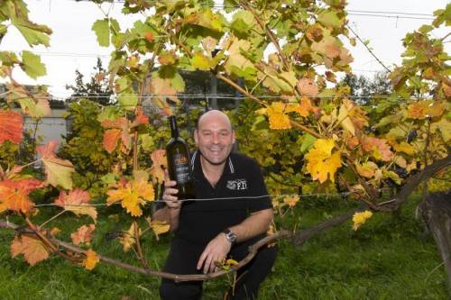 Die Trauben sind gelesen, Ende März geht es für den 2013er-Jahrgang in die Flasche. Fotos: VN/Paulitsch