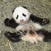 Panda-Bub heißt Fu Bao