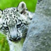 Schüchternes Leopardenbaby