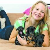 Fototermin mit fünf kleinen Chihuahuas
