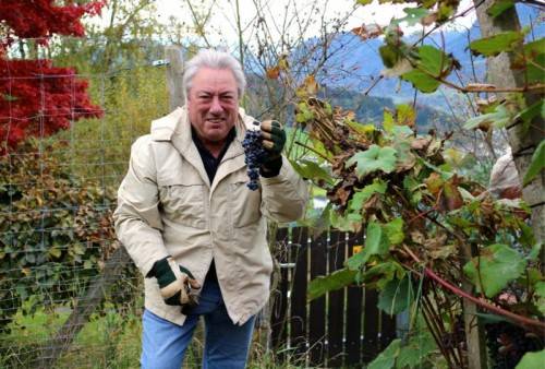 Mit Freude war auch Weinexperte Herwig Röthlin als Helfer in der „Chesa Druschauna“ bei der Lese mit dabei. Foto: koe