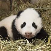 Pandas bleiben weitere zehn Jahre in Österreich