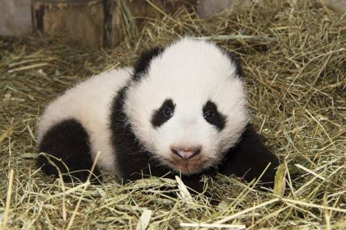 Noch ist der kleine Panda namenlos. Nach chinesischer Tradition bekommen Pandas ihren Namen erst am 100. Tag nach der Geburt. Foto: AP