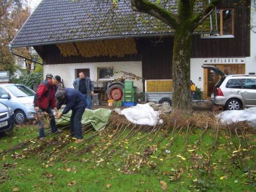 Obstbaumfreunde pflanzten rund 50 neue Bäume. Foto: D. Burtscher