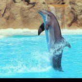 Eine Attraktion: Der Loro Parque