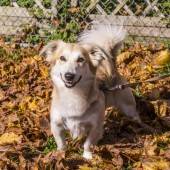 Tierlieb ist, wer Hunde im Tierheim zu sich holt